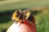Bombus pratorum