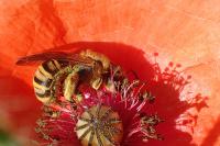Halictus scabiosae