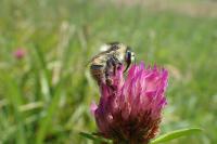 Bombus sylvarum