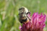 Bombus sylvarum