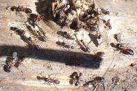 Camponotus ligniperda