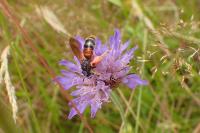 Andrena hattorfiana