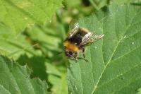 Bombus pratorum
