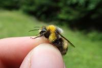 Bombus lucorum