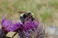 Bombus lucorum