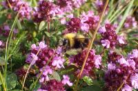 Bombus pratorum