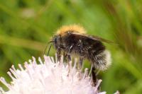Bombus hypnorum