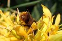 Bombus pratorum