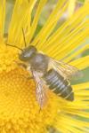 Megachile centuncularis