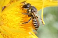 Megachile centuncularis