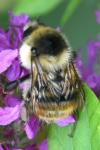 Bombus sylvarum