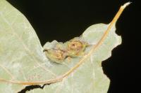 Andricus curvator