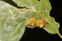 Andricus curvator