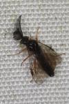Neodiprion sertifer