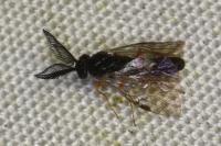 Neodiprion sertifer