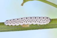 Tenthredo scrophulariae
