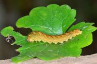 Tenthredo campestris