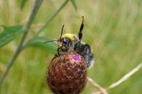 Bombus lucorum
