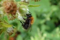 Bombus hypnorum