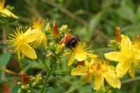 Bombus hypnorum