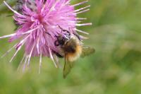 Bombus pascuorum