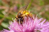 Halictus scabiosae