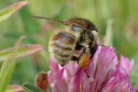 Bombus humilis