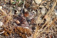 Sphex funerarius