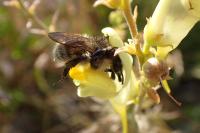 Bombus humilis