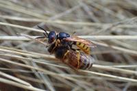 Philanthus triangulum