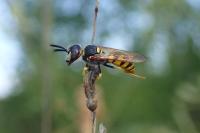 Philanthus triangulum