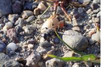 Prionyx kirbii