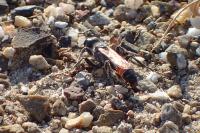 Prionyx kirbii