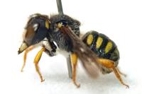 Pseudoanthidium nanum