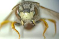 Pseudoanthidium nanum