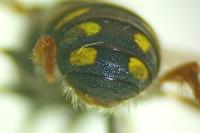 Pseudoanthidium nanum