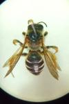 Halictus quadricinctus