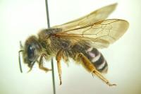 Halictus quadricinctus