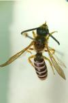 Halictus scabiosae