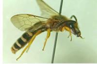 Halictus scabiosae