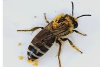 Colletes daviesanus