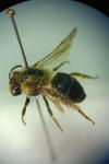 Colletes daviesanus
