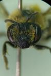 Colletes daviesanus