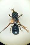 Ceratina cyanea