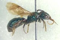 Ceratina cyanea