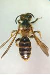 Andrena hattorfiana