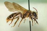 Andrena hattorfiana