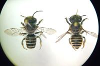 Megachile argentata