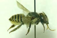 Megachile argentata