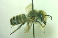 Megachile argentata
